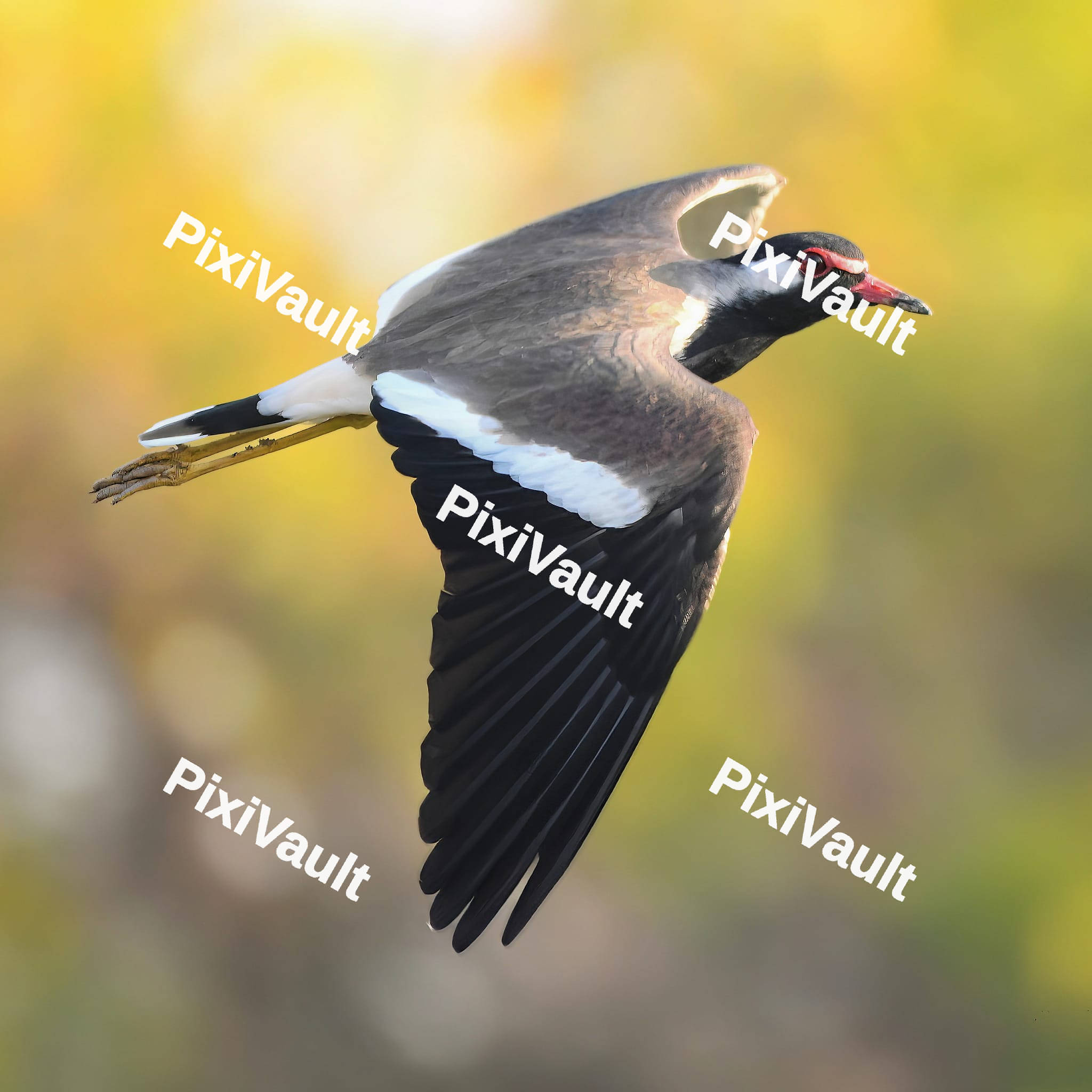 Red-Wattled Lapwing